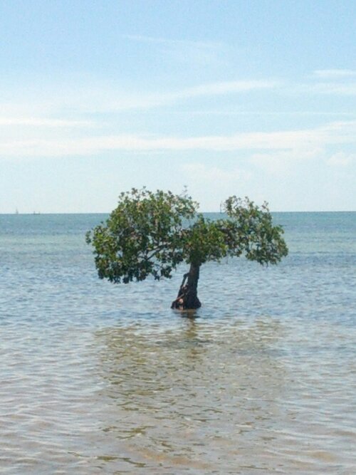 IMG_20130614_105342.jpg image